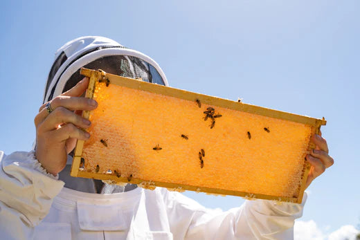 beekeeper checking frame