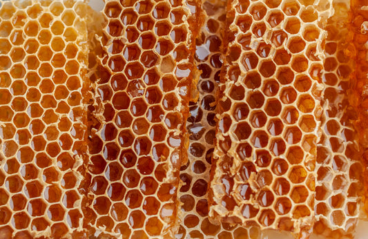 close up of honeycomb