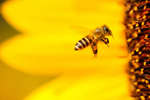 bee flying into yellow flower