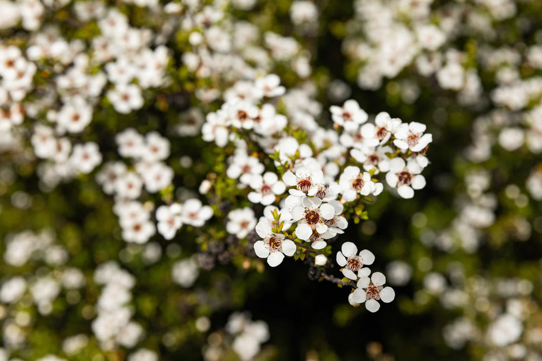 manuka floral bush