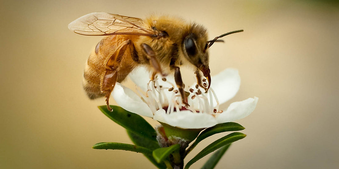 Mānuka Honey claimed the super honey. Here’s why.