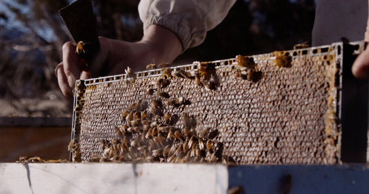 Is Mānuka Honey Better Than Normal Honey? A Bottom Line Comparison