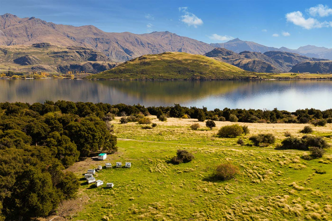 new zealand environment with beehives